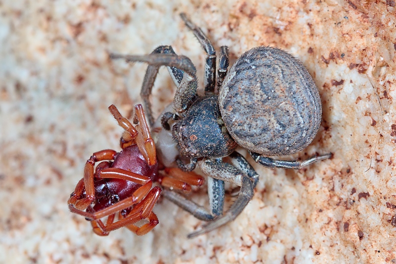 Xysticus bufo preda Dysdera sp. - Malta